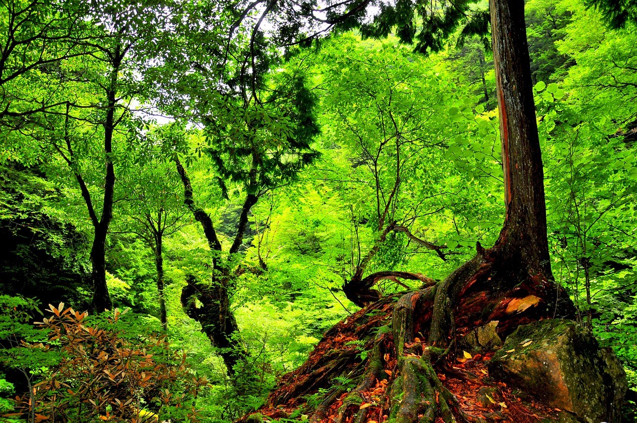 Waldbaden-Valley