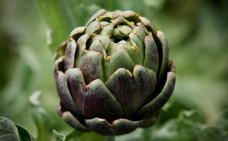 artichoke-gf8e8cbb63_640