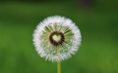 dandelion-g743458f89_640.jpg