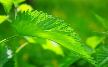 leaves-g591c30ab6_640